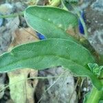 Echium bonnetii Blatt
