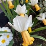 Narcissus cyclamineus Çiçek