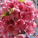 Prunus campanulata Fleur