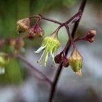Heuchera micrantha 花