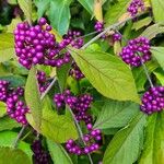 Callicarpa americana ഫലം