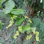 Gouania lupuloides Fruit