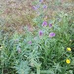 Medicago sativa موطن