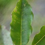 Syzygium borbonicum Leaf