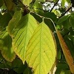 Halesia carolina Blad