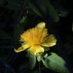 Hypericum frondosum Flower