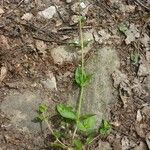 Veronica serpyllifolia Hábito