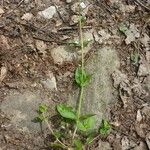 Veronica serpyllifolia Vivejo