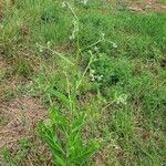 Cynoglossum lanceolatum ശീലം