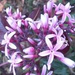 Couma macrocarpa 花