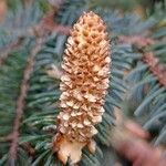 Picea sitchensis 花