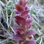 Ajuga pyramidalis Hábitos