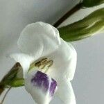 Asystasia gangetica Blüte