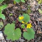 Ranunculus cortusifolius List