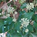 Hedera colchicaLeaf