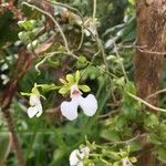 Oeonia rosea Blomst