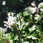 Cardamine parviflora Çiçek