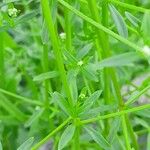 Galium palustre Leht