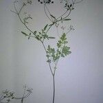 Conopodium bunioides Lapas
