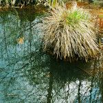 Carex paniculata Blatt