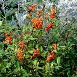 Pyracantha crenulata Habit