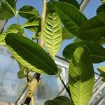 Citrus assamensis Leaf