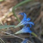 Brodiaea elegans Kwiat