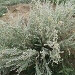 Artemisia frigida फूल