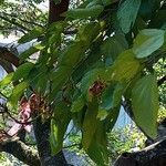 Brachychiton discolor Leaf