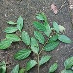 Cordia lucidula Leaf