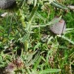 Cirsium eriophorum برگ