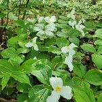 Trillium grandiflorumFlower