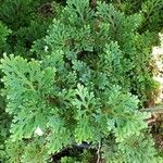 Selaginella tamariscina Leaf