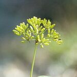 Bupleurum fruticosumBlodyn