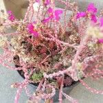 Portulaca pilosa 形态