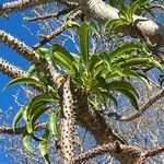 Pachypodium lamerei Fuelha