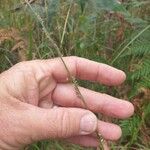 Setaria gausa Flower