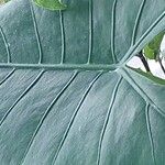 Alocasia zebrina Leaf