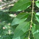 Duranta erecta Blad