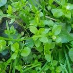 Stellaria media Leaf