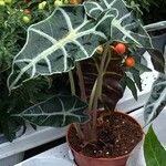 Alocasia sanderianaഇല