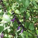 Salvia guaraniticaപുഷ്പം