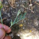 Onobrychis caput-galli Likasa