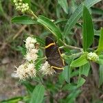 Baccharis punctulata Květ