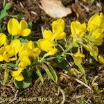 Cytisus ardoinoi Habit