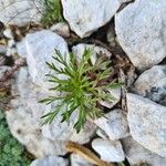 Adonis pyrenaica Blatt