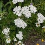 Achillea nobilisКветка