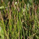 Eleocharis bonariensis Habit