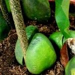Castanospermum australe Coajă