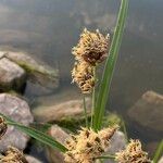 Bolboschoenus laticarpus Flower